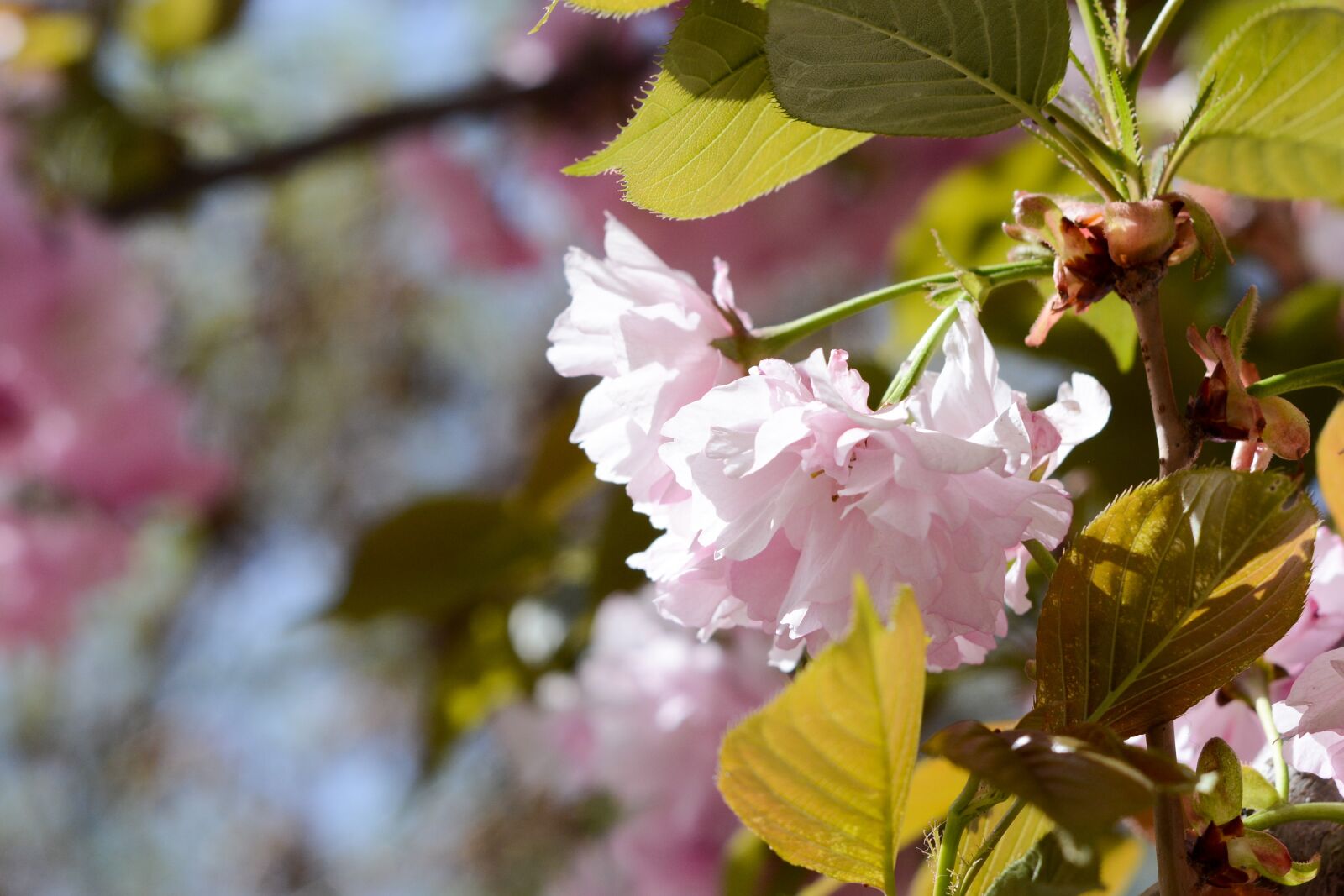 Nikon D7100 sample photo. Cherry blossom, pink, summer photography