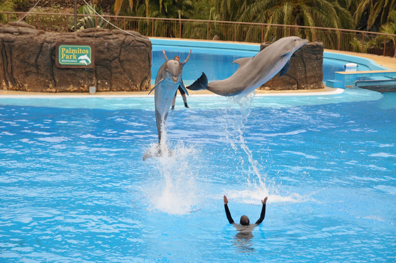 Nikon D300S sample photo. Delfin, preview, blue photography