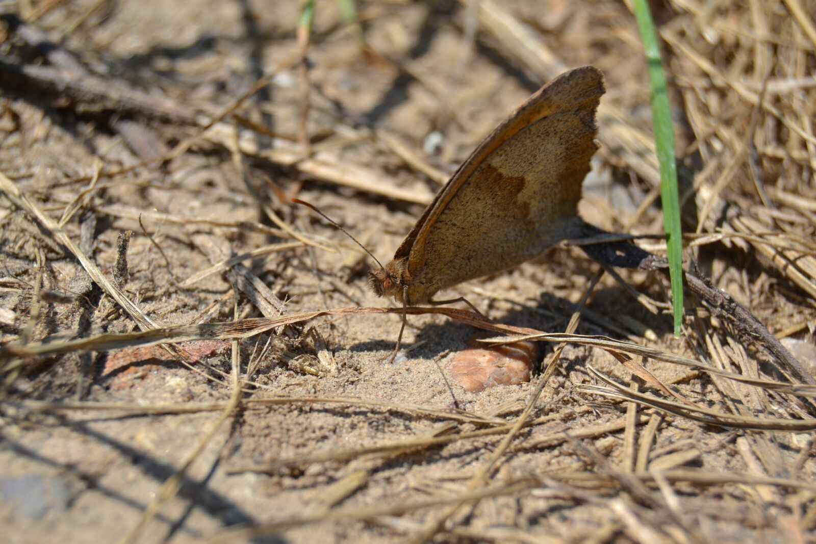 Nikon D3100 sample photo. A moth, worm, butterfly photography