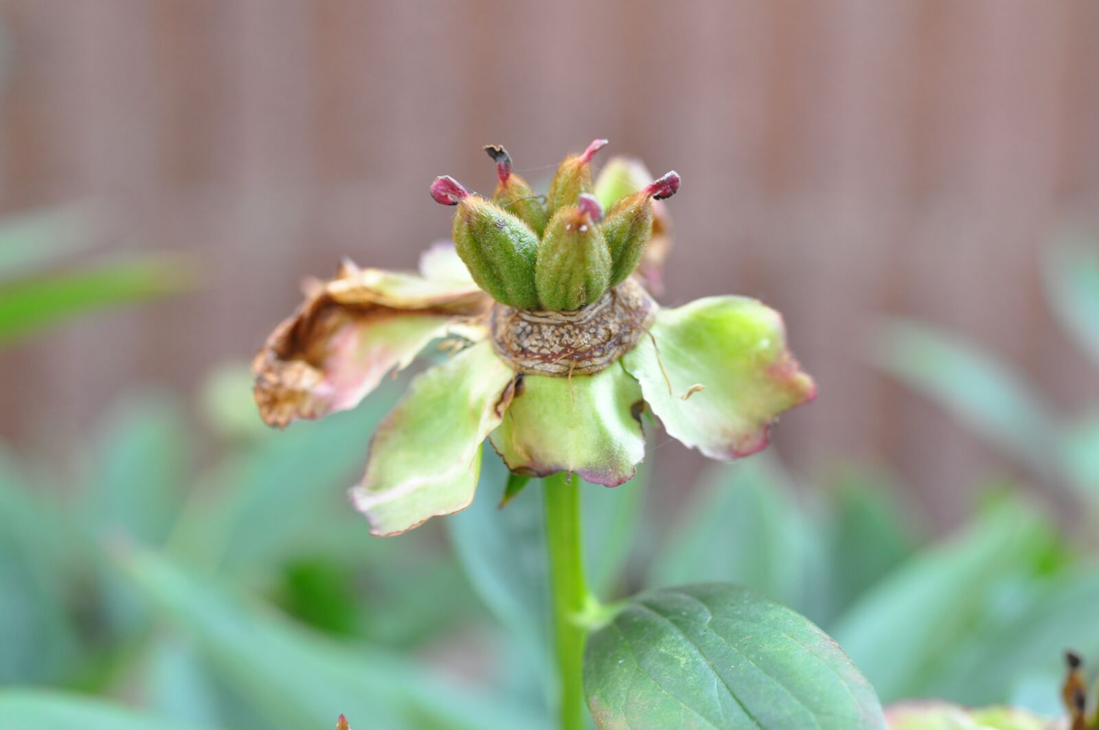 Nikon D90 sample photo. Flower, christmas rose withered photography