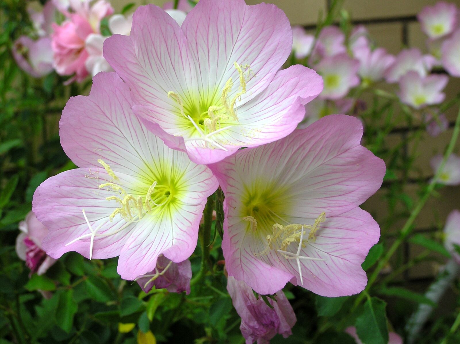 Olympus C750UZ sample photo. Flowers, pink, evening primrose photography