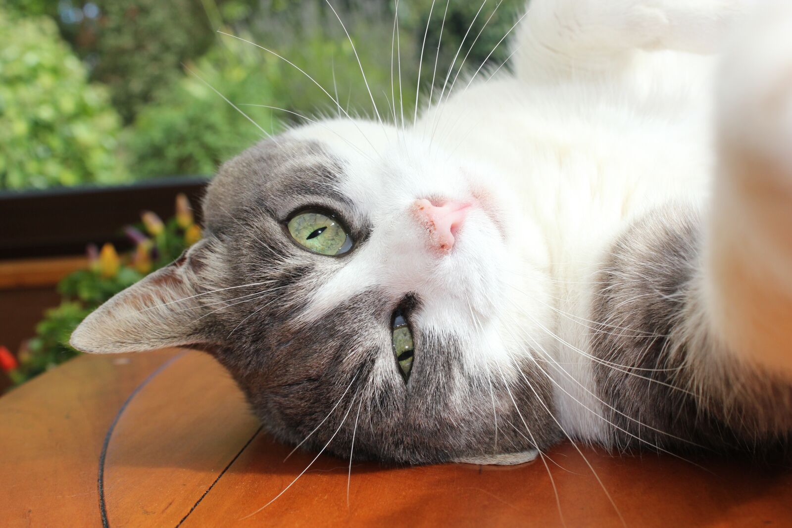 Canon EOS 550D (EOS Rebel T2i / EOS Kiss X4) sample photo. Cat, feline, puss photography