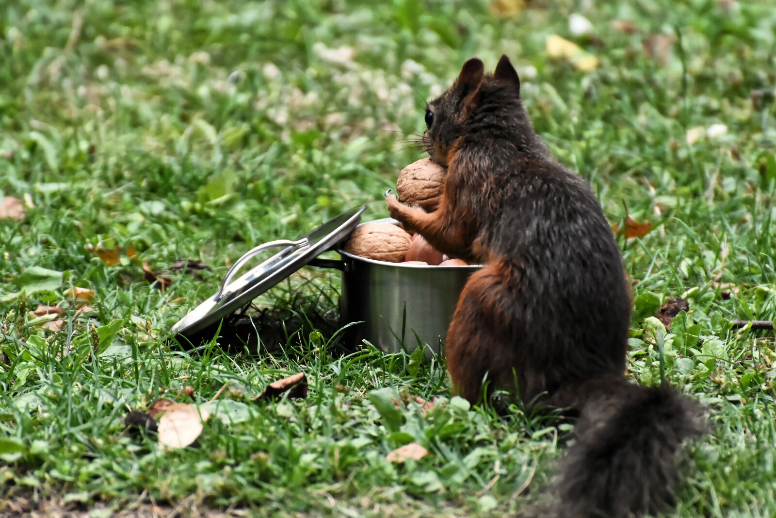 Nikon D7200 sample photo. Pot, cooking pot, nuts photography