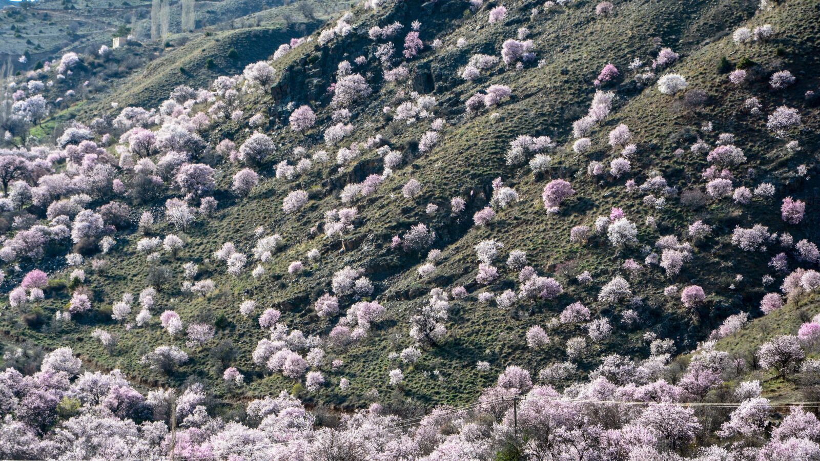 Nikon D7100 sample photo. Spring, almond trees, almond photography