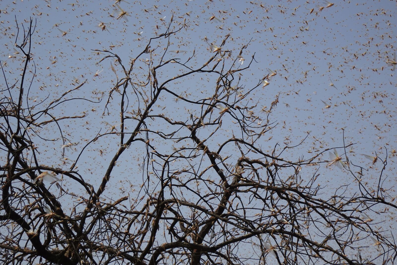 Sony DSC-WX800 sample photo. Locust, insect, pest photography