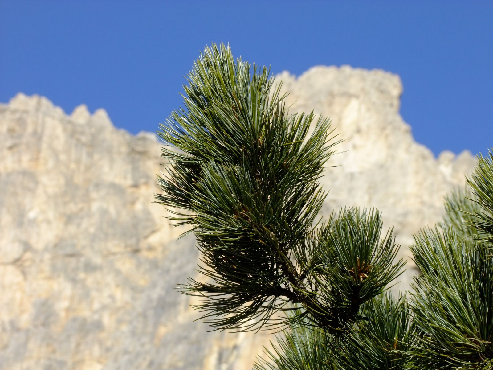FujiFilm FinePix S200EXR (FinePix S205EXR) sample photo. Swiss stone pine, arve photography