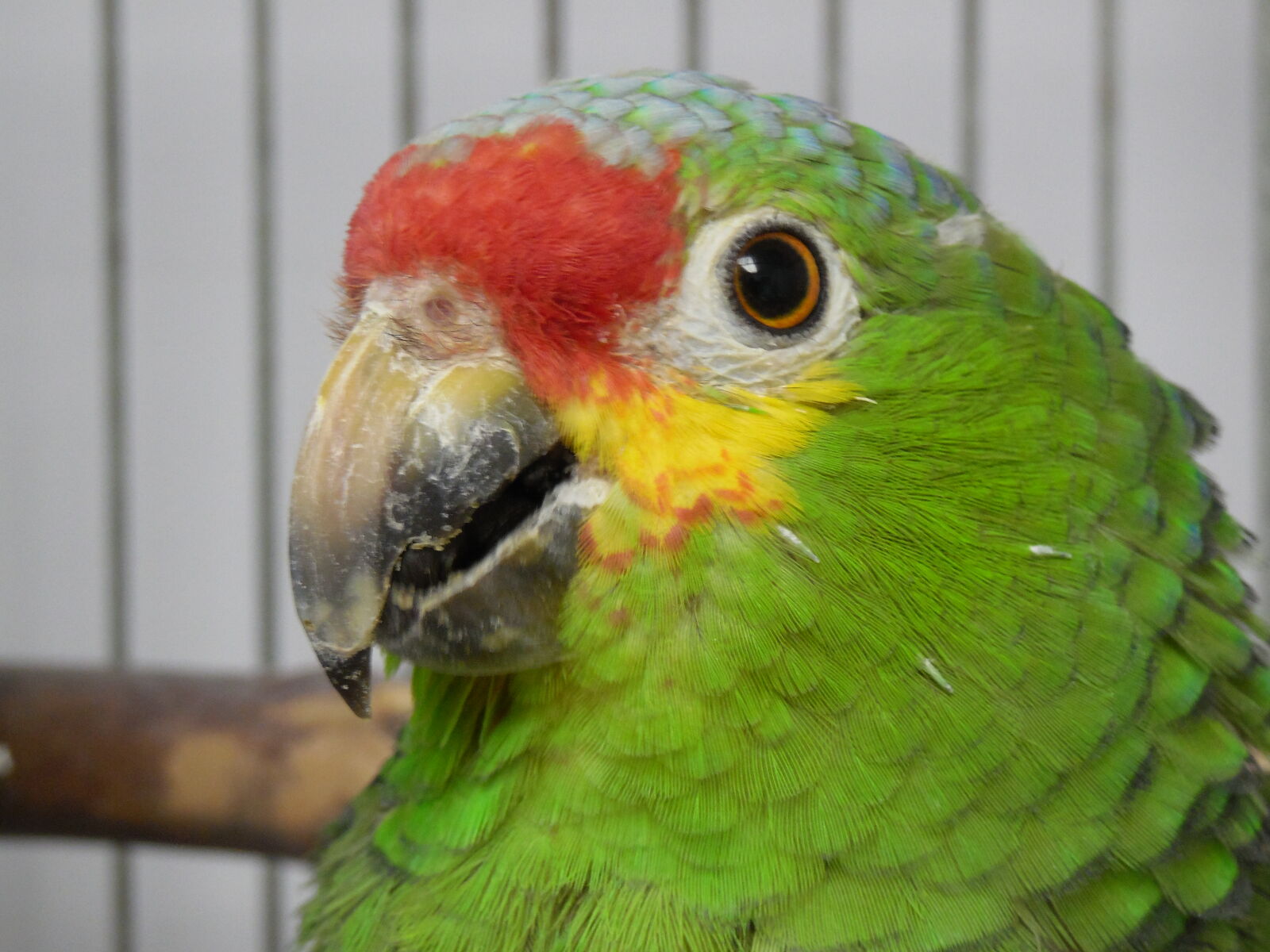 Samsung WB2200F sample photo. Amazon, bird, parrot, red photography