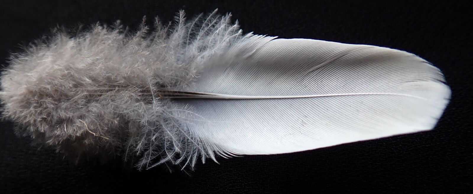 Olympus TG-5 sample photo. Feather, white, plumage photography