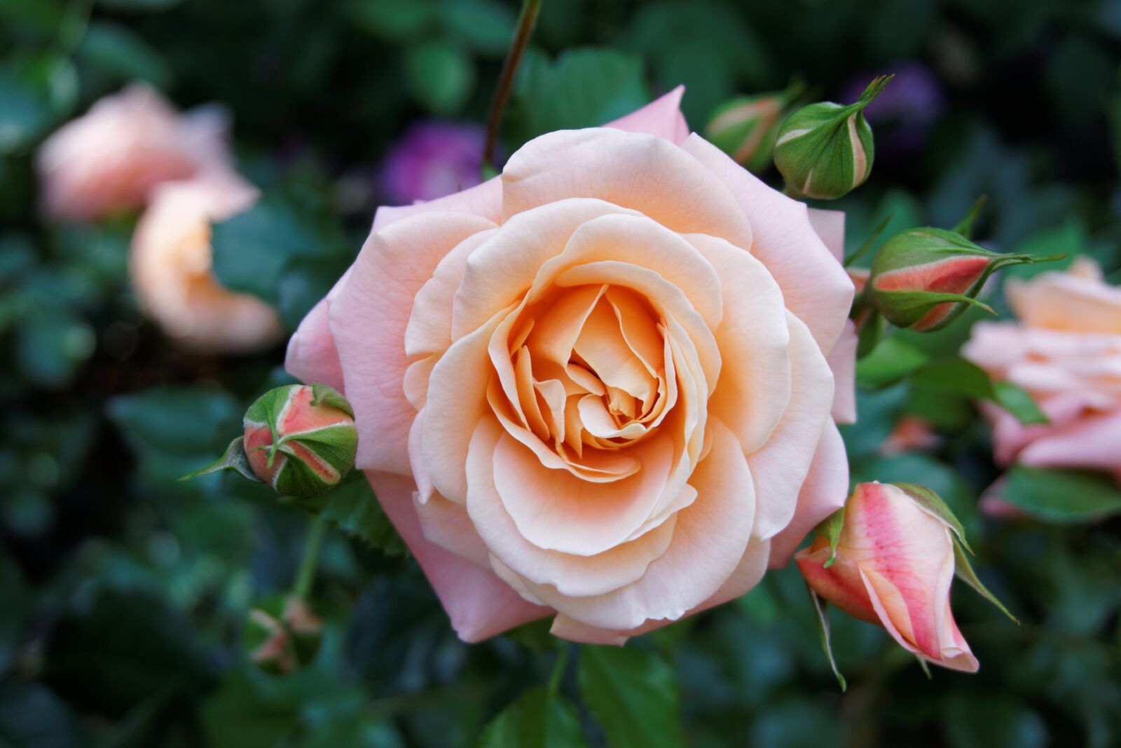 Sony a6000 sample photo. Plant, flower, nature photography