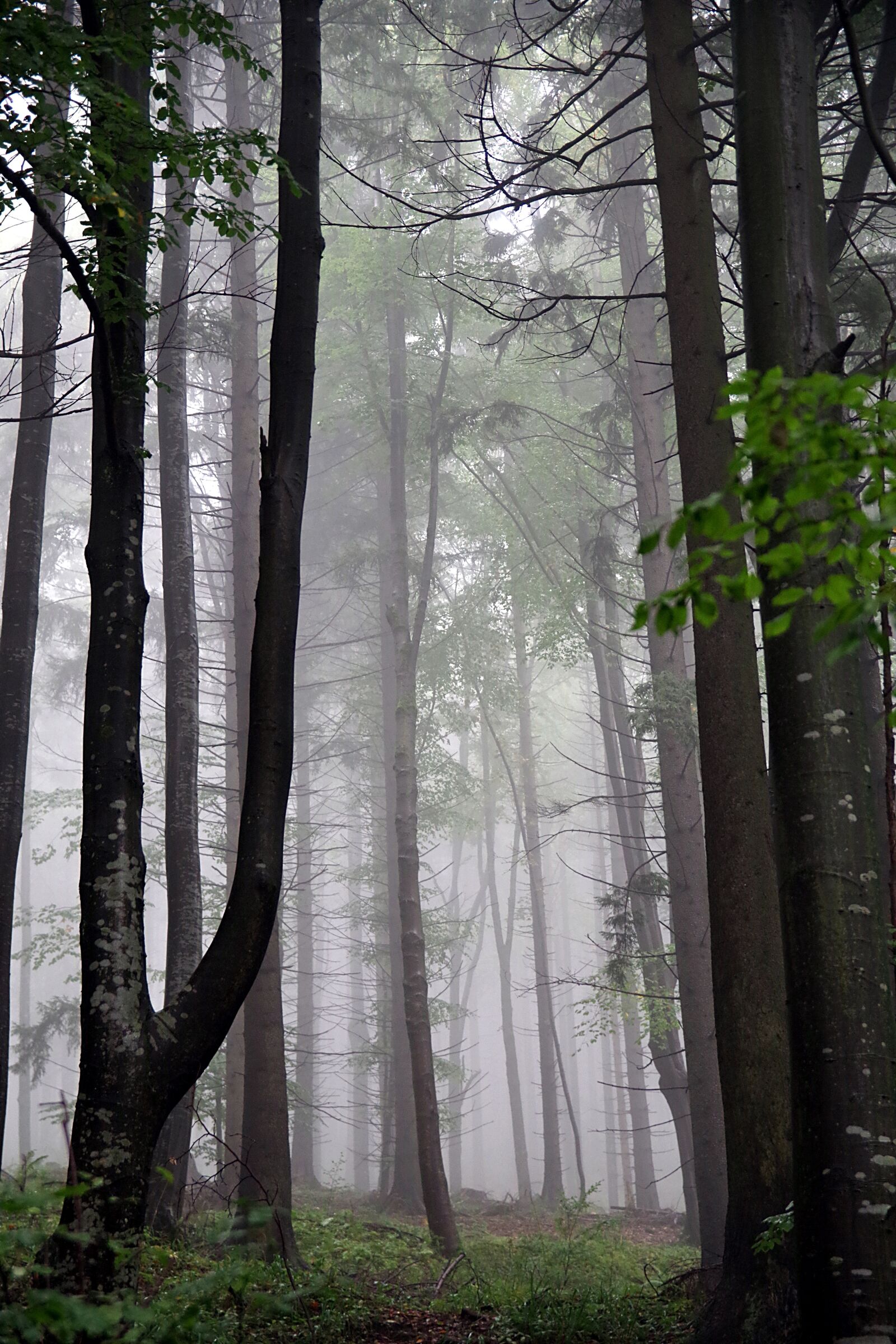 Pentax K-S2 sample photo. Forest, the fog, tree photography