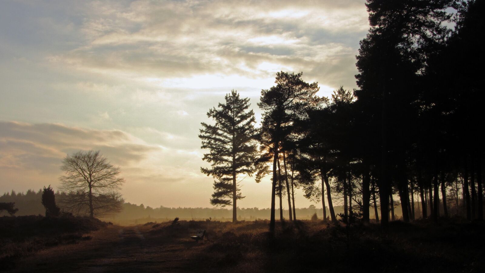 Canon PowerShot SX230 HS sample photo. Dutch landscape, hei, tree photography