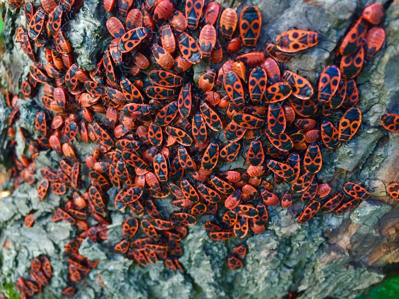 Apple iPhone 6 sample photo. Beetle, tree, log photography