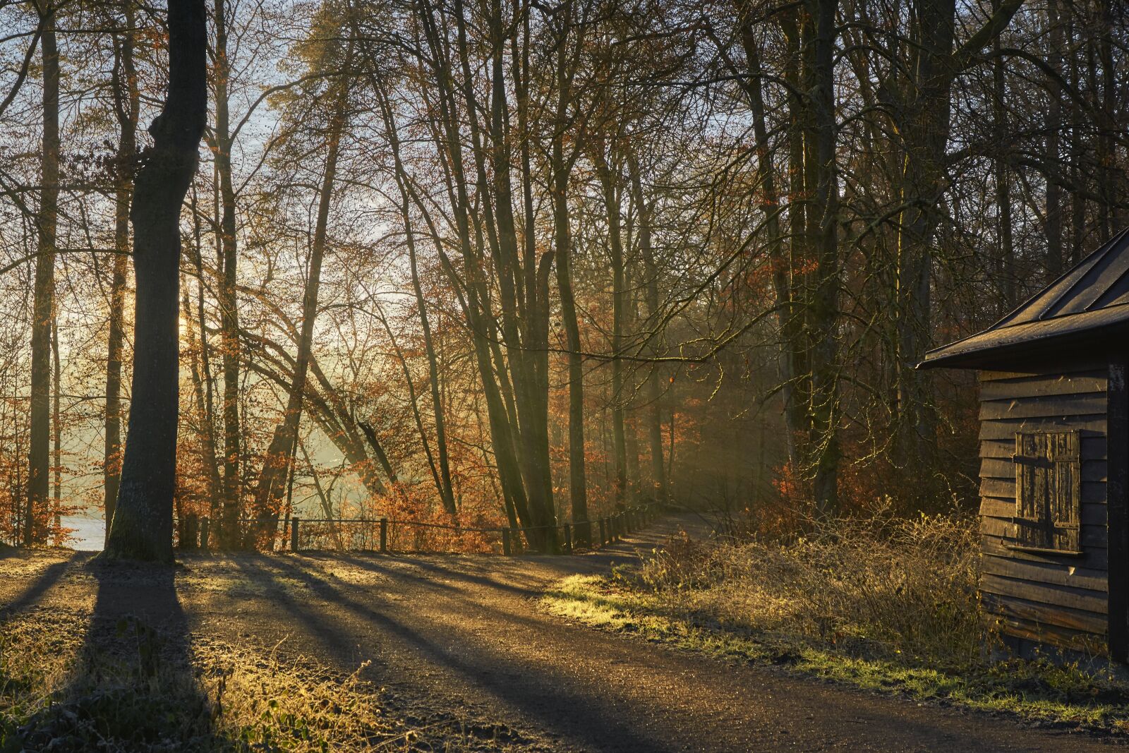 Sony ILCA-77M2 sample photo. Forest, fog, nature photography
