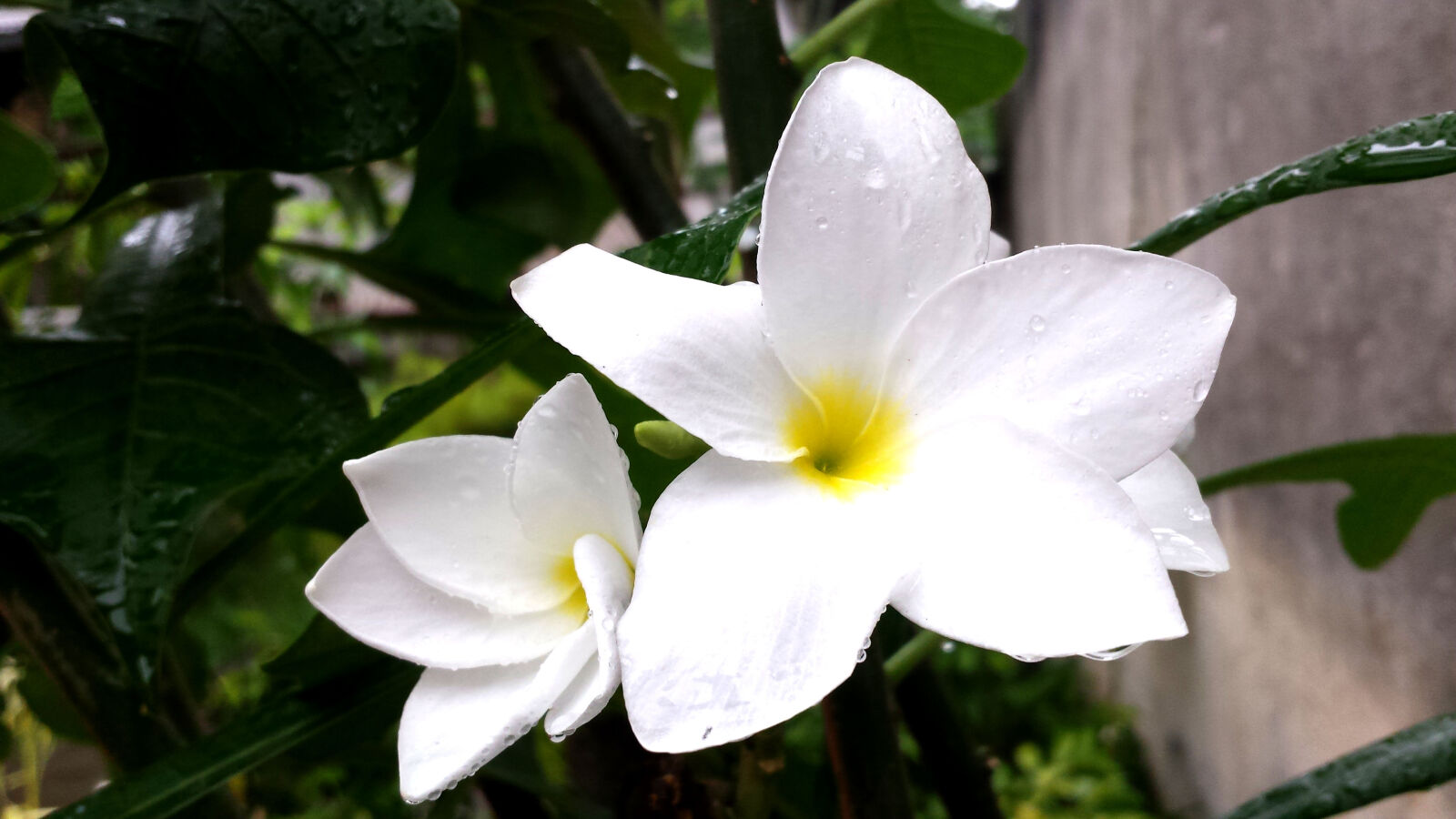 Samsung Galaxy S4 sample photo