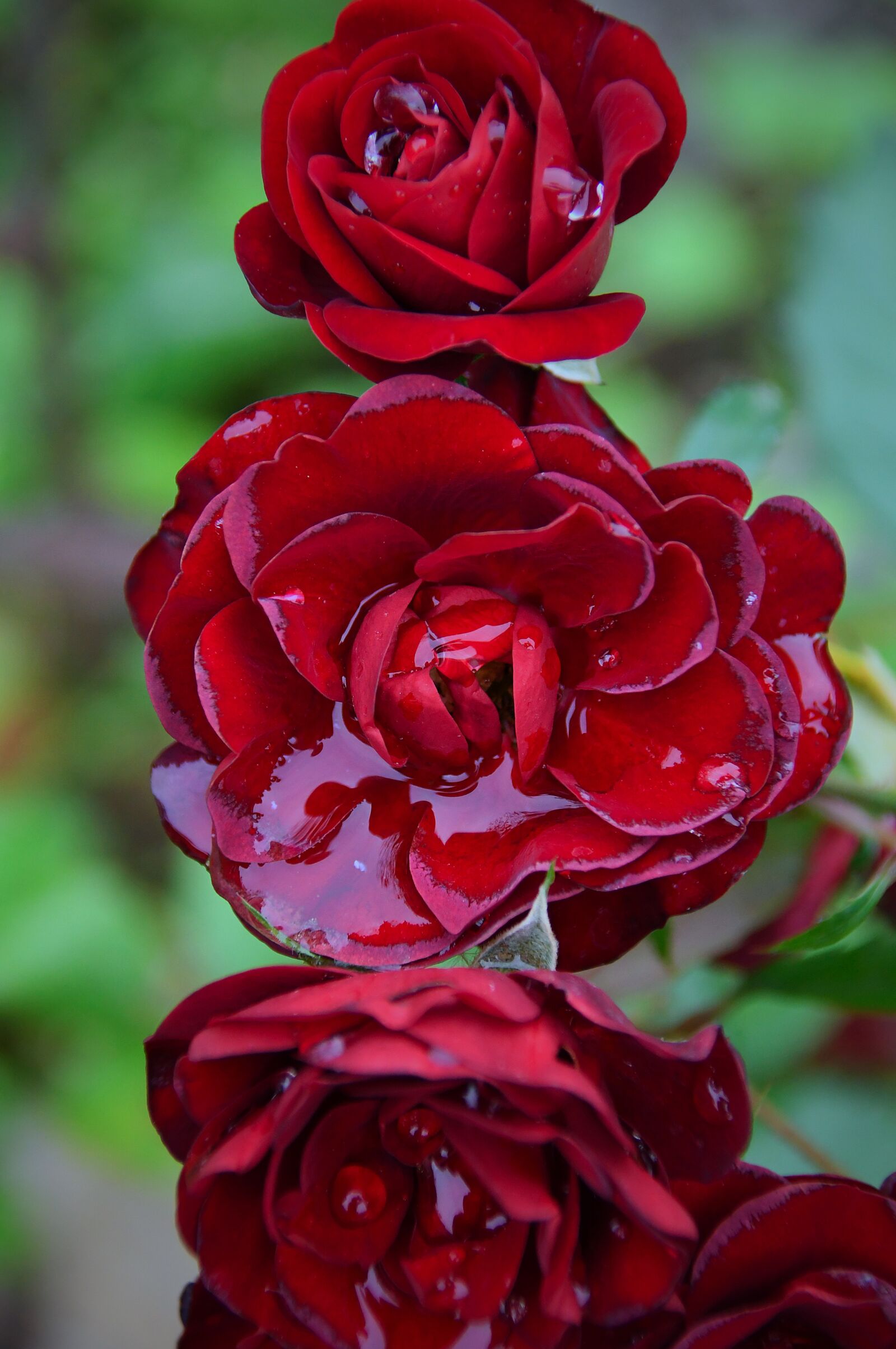 Nikon D3200 sample photo. Red, rose, love photography