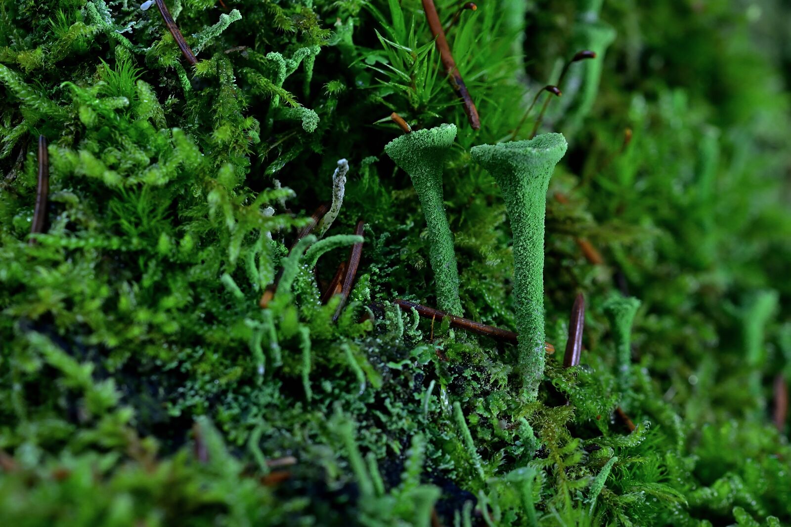 Nikon D5200 sample photo. Nature, forest, cup lichen photography