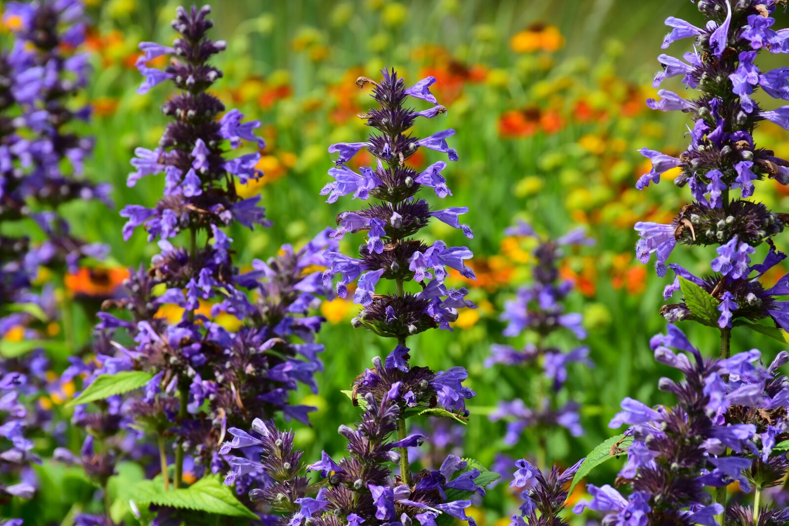 Nikon D7200 sample photo. Lavender, flowers, violet photography