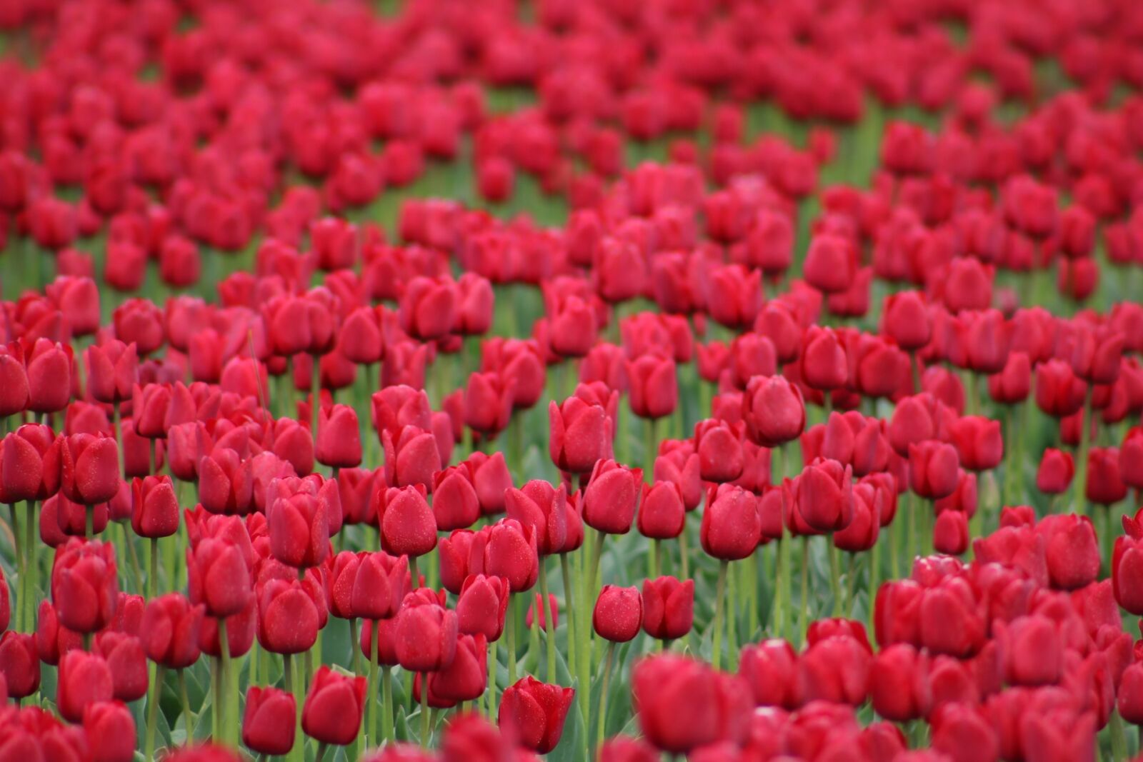 Canon EOS 750D (EOS Rebel T6i / EOS Kiss X8i) + Canon EF 75-300mm f/4-5.6 USM sample photo. Tulips, red, flowers photography