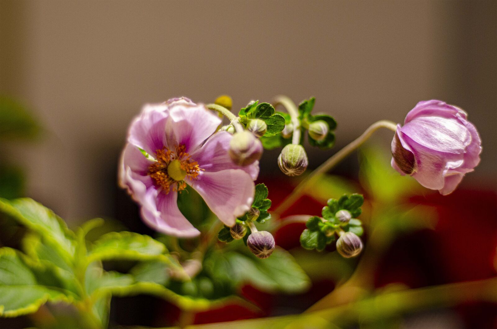 Nikon D7000 sample photo. Garden, perennials, flowers photography