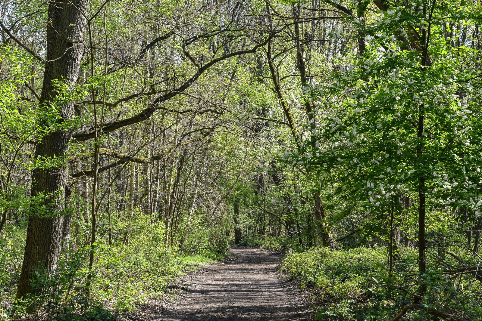 Nikon D5300 sample photo. Forest path, forest, green photography