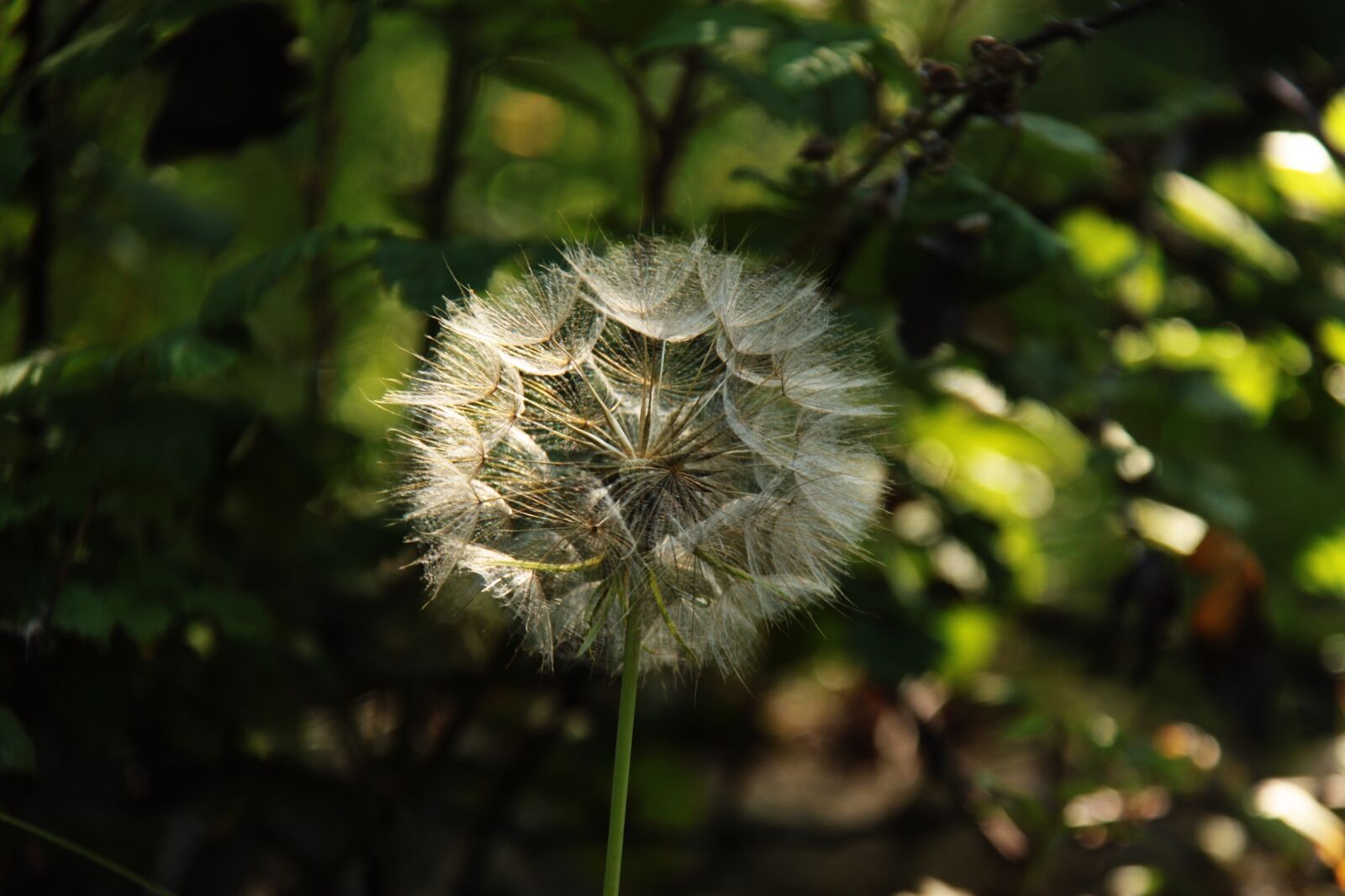 Canon EOS 500D (EOS Rebel T1i / EOS Kiss X3) sample photo. Flowers, plants, nature photography