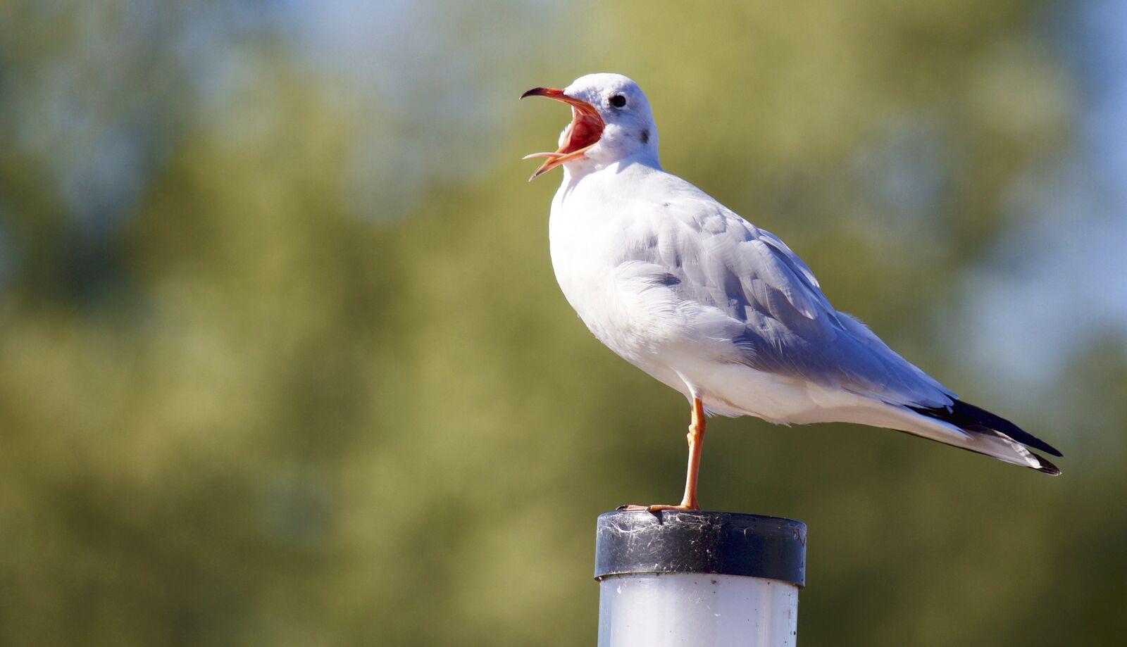 Canon EF 100-400mm F4.5-5.6L IS USM sample photo. Animal, bird, seagull photography