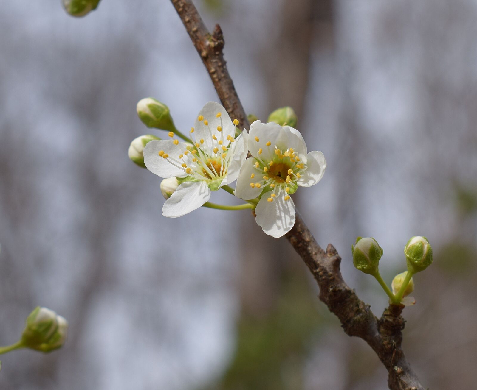 Nikon D3300 sample photo. Cherry blossoms, bud, blossom photography