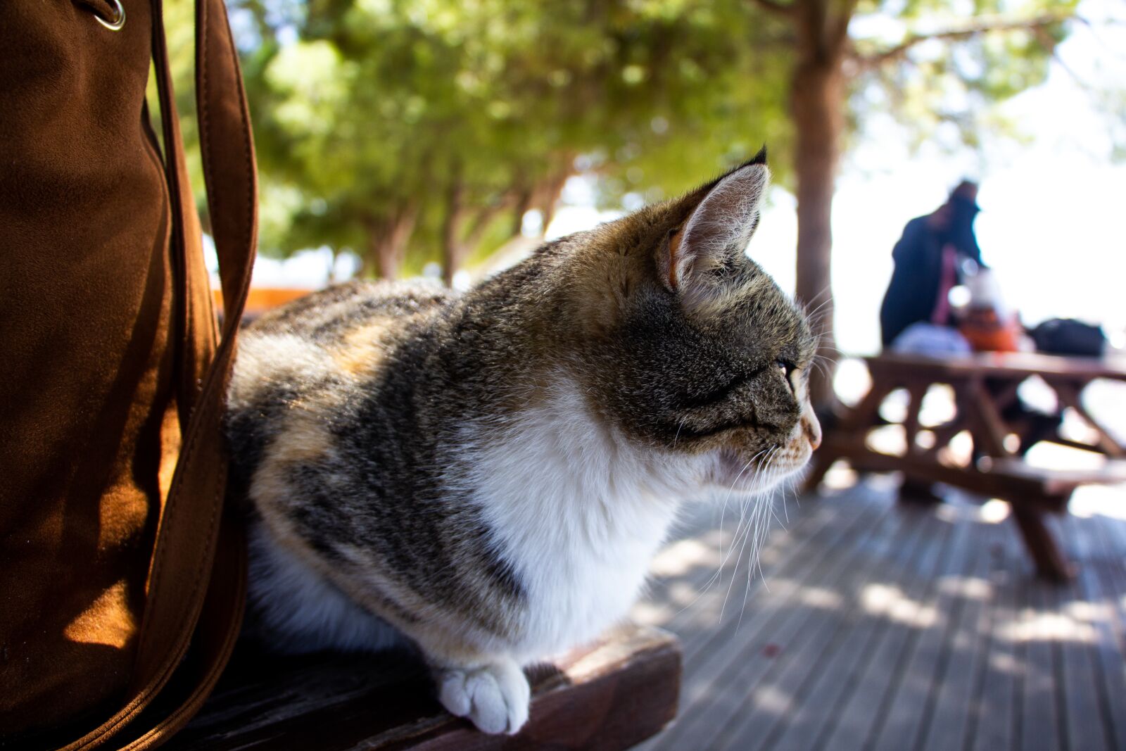 Canon EOS 60D + Canon EF-S 18-135mm F3.5-5.6 IS STM sample photo. Cat, animal, pet photography