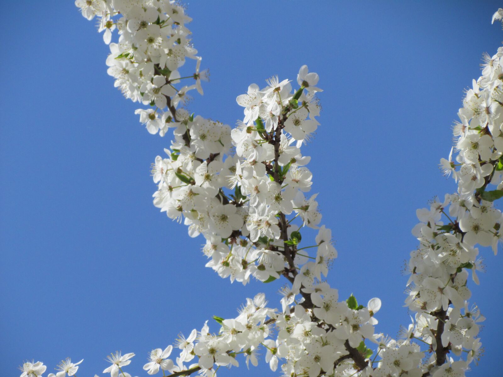 Canon PowerShot SX30 IS sample photo. Flowers, tree, branch photography