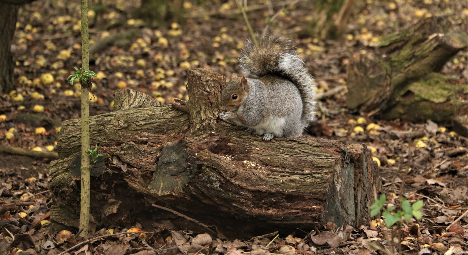 Canon EOS 7D Mark II sample photo. Squirrel, trees, nature photography