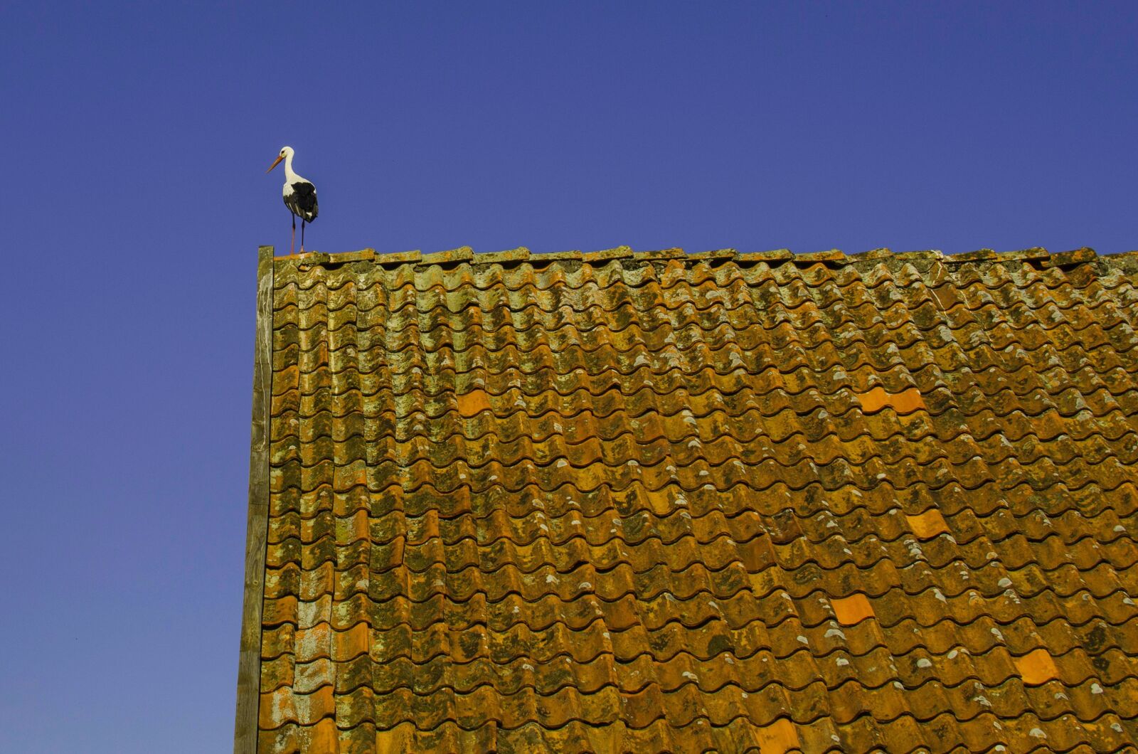 Nikon D5100 sample photo. Nature, stork, village photography