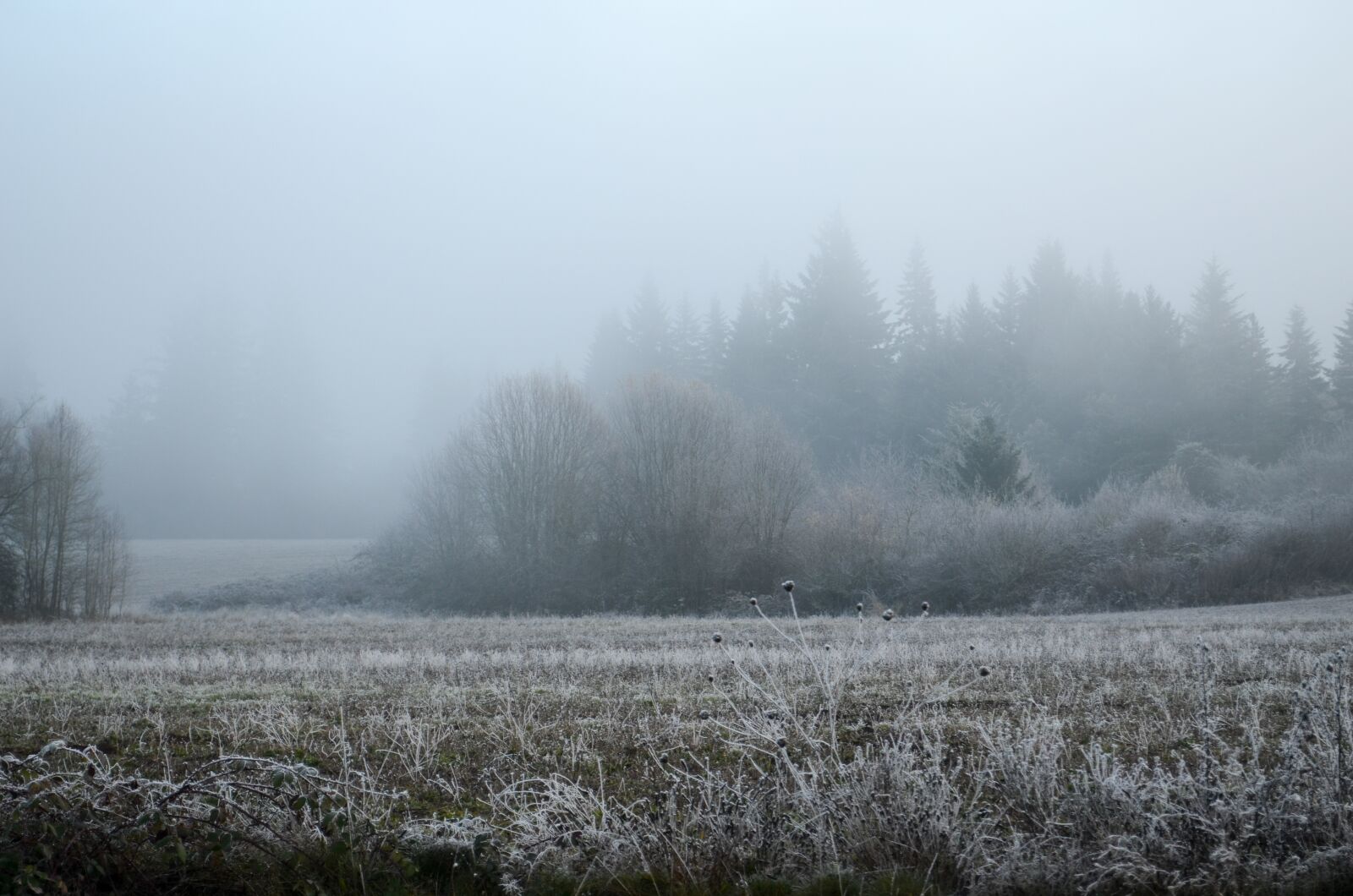 Nikon D5100 sample photo. Oregon, snow, frost photography