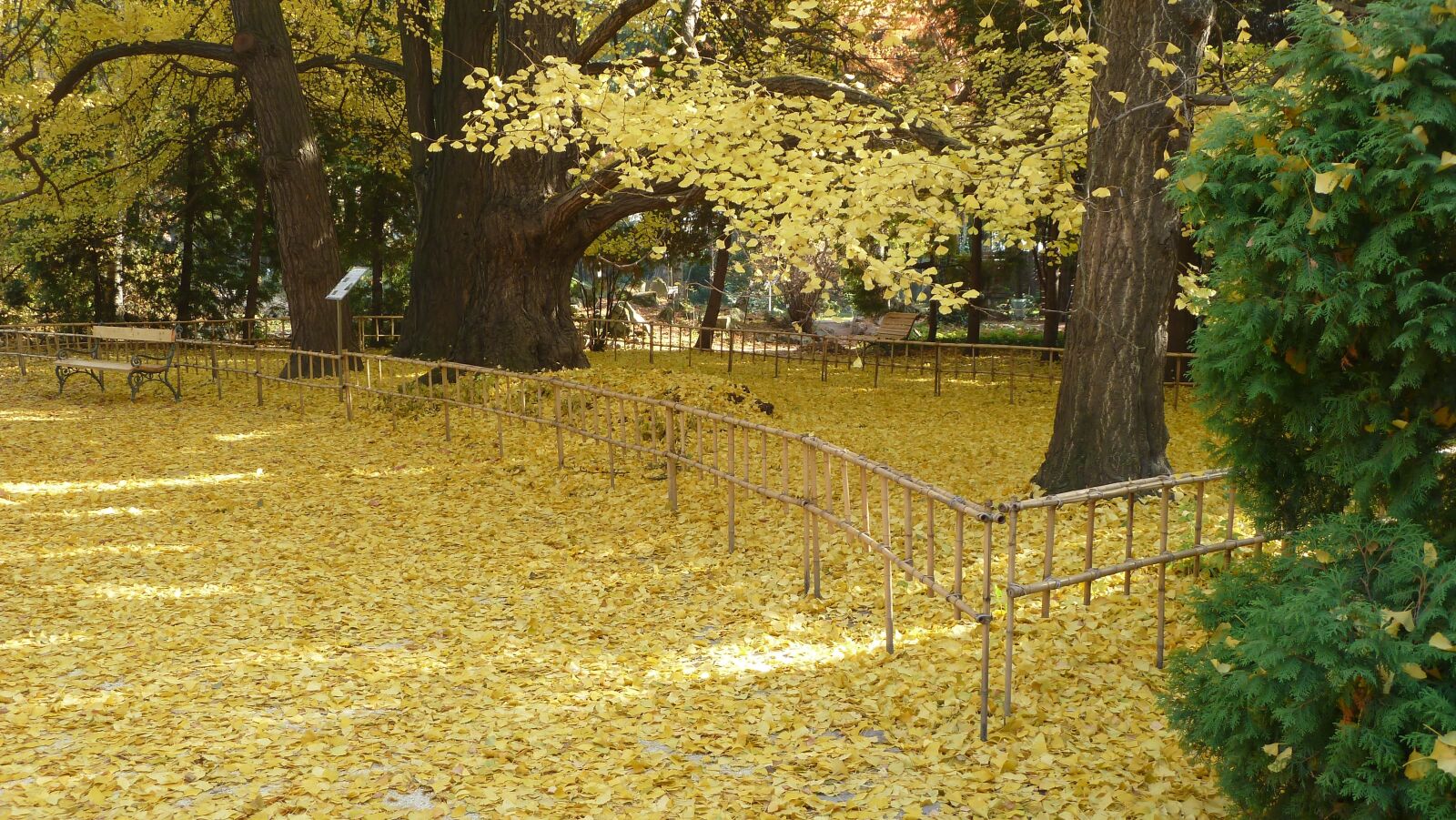 Panasonic Lumix DMC-ZS7 (Lumix DMC-TZ10) sample photo. Autumn, nature, leaves photography