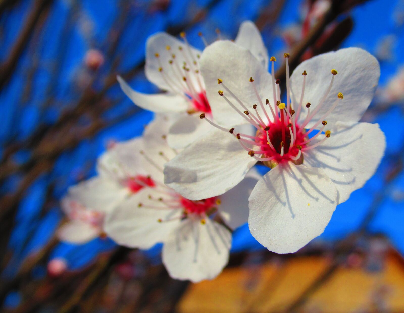 Canon PowerShot SX620 HS sample photo. Flower, spring, nature photography