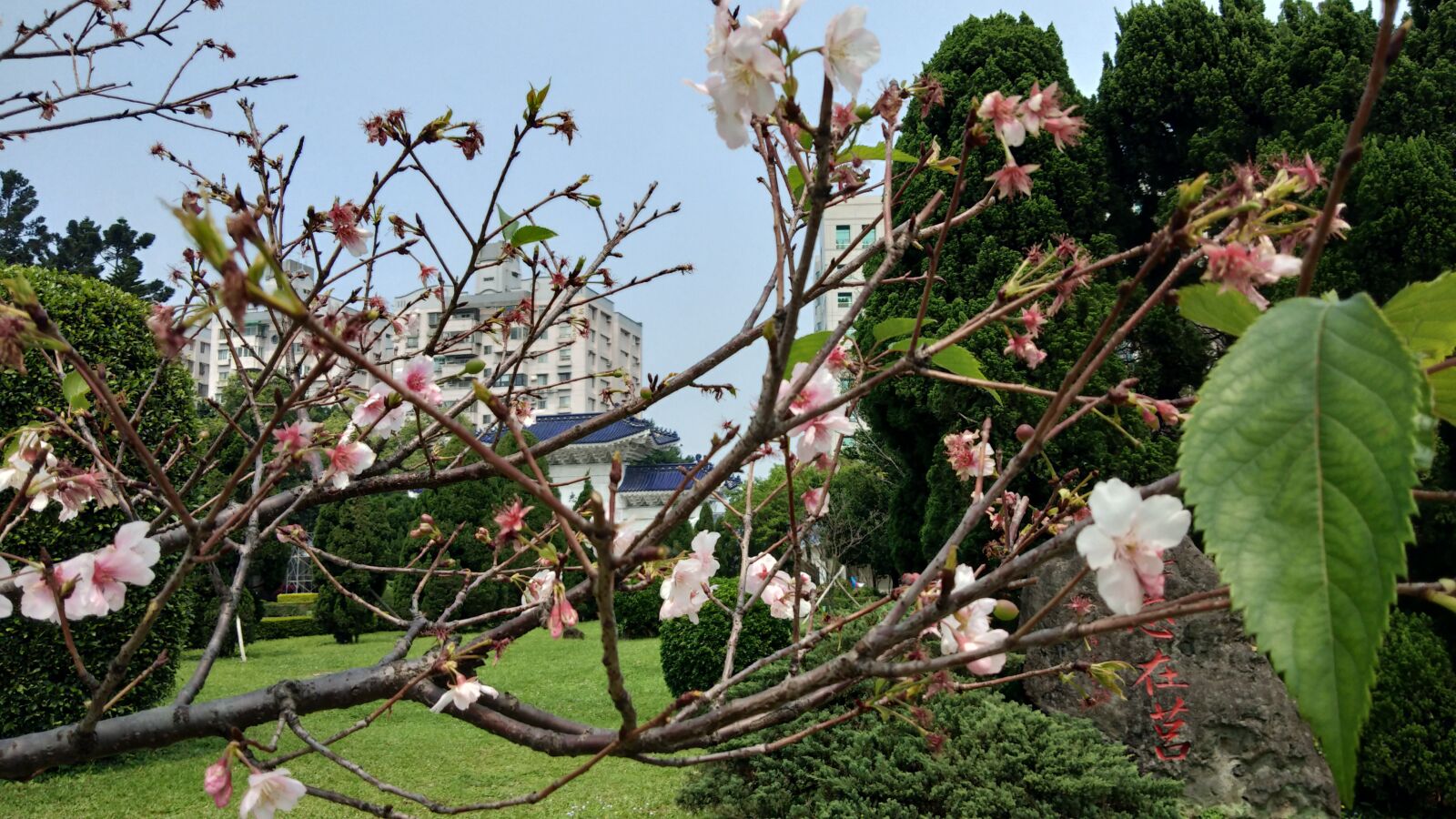 vivo V9 6GB sample photo. Sakura, spring, nature photography