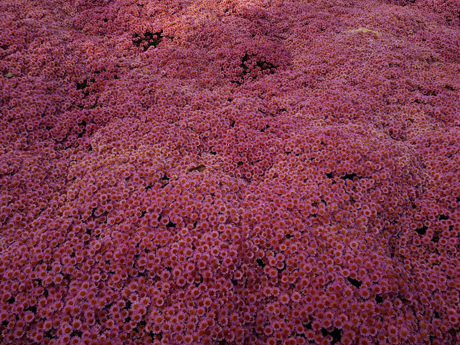 Samsung Galaxy A5(2017) sample photo. Chrysanthemums, field, pink photography