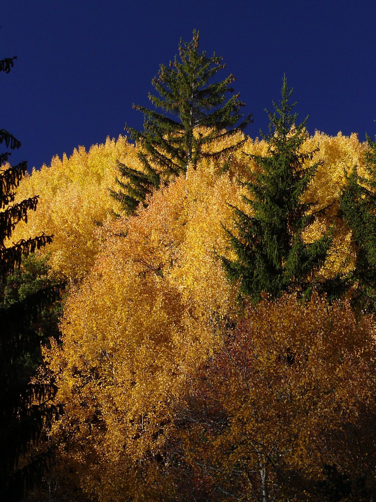 Panasonic DMC-FZ50 sample photo. Larch, ubaye, fall photography