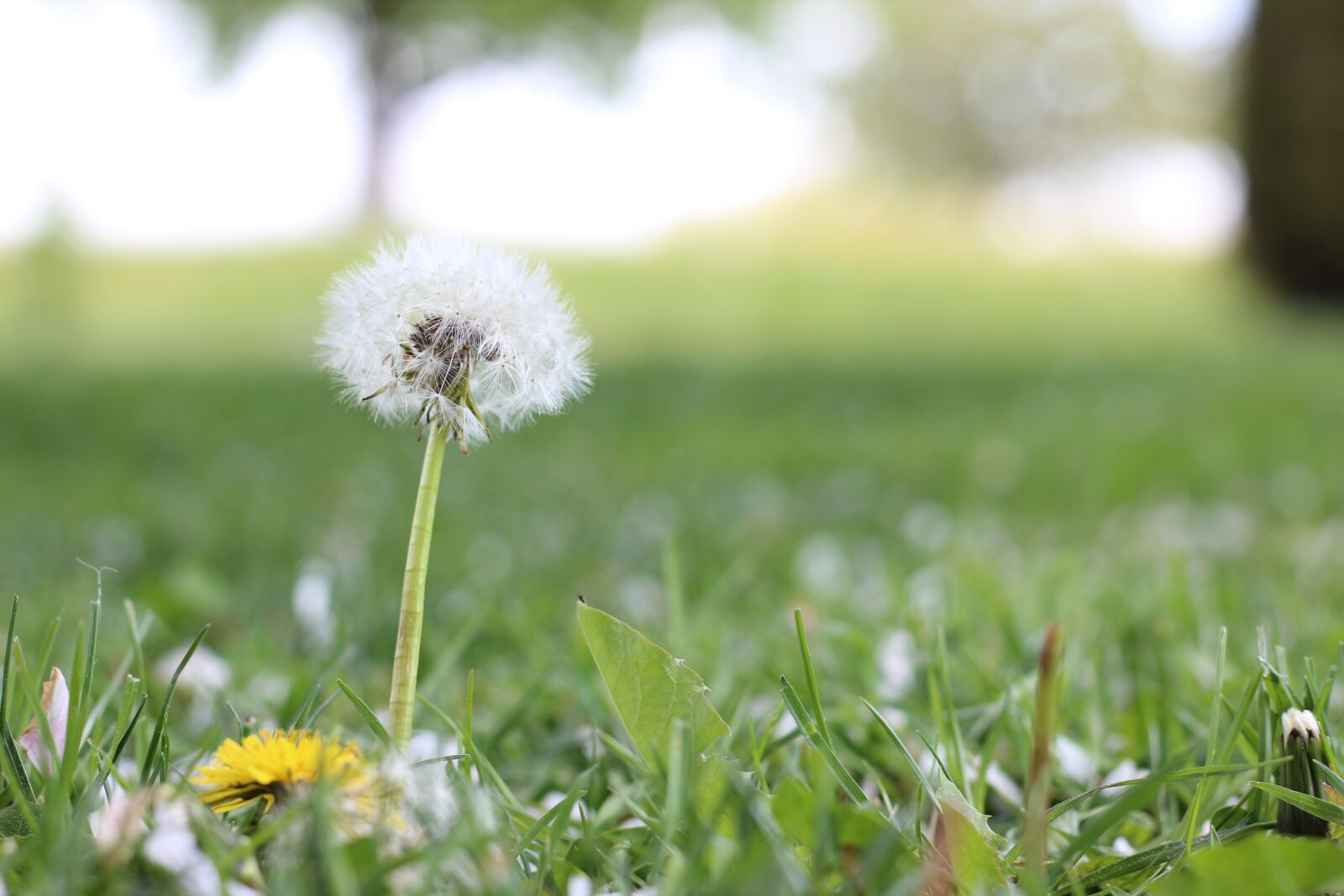 Canon EOS 600D (Rebel EOS T3i / EOS Kiss X5) + Canon EF 50mm F1.8 STM sample photo. Dandelion, flower, nature photography