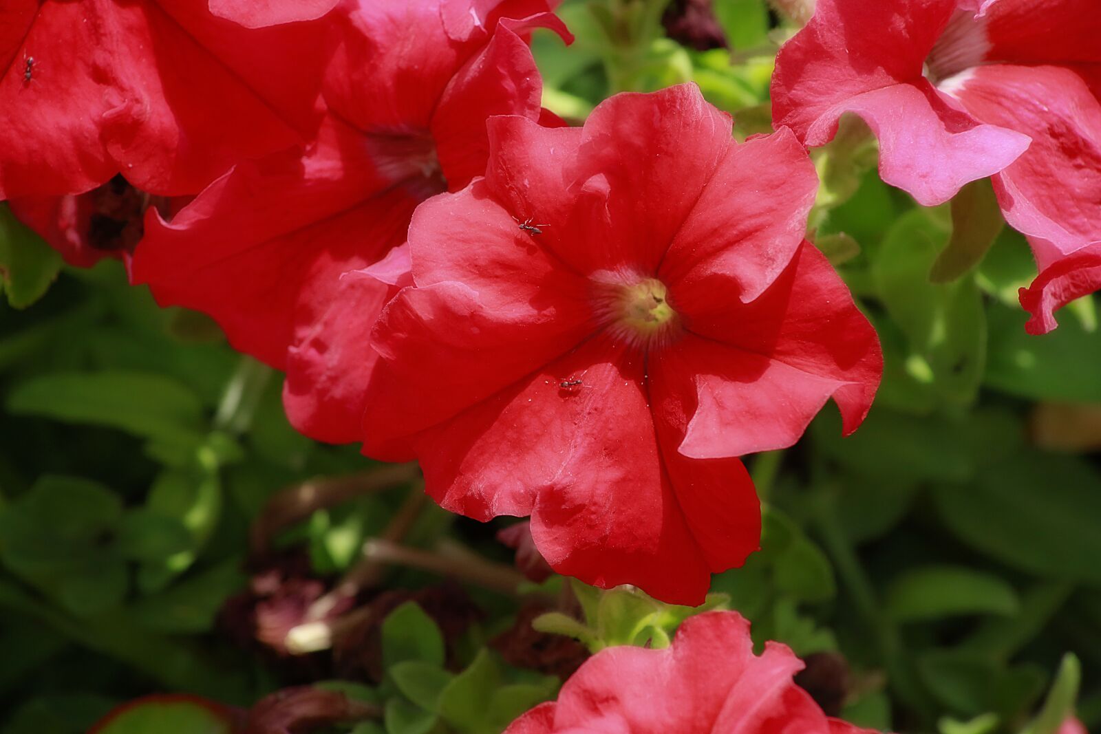 Canon EOS 5D Mark III sample photo. Flower, red, petunia photography