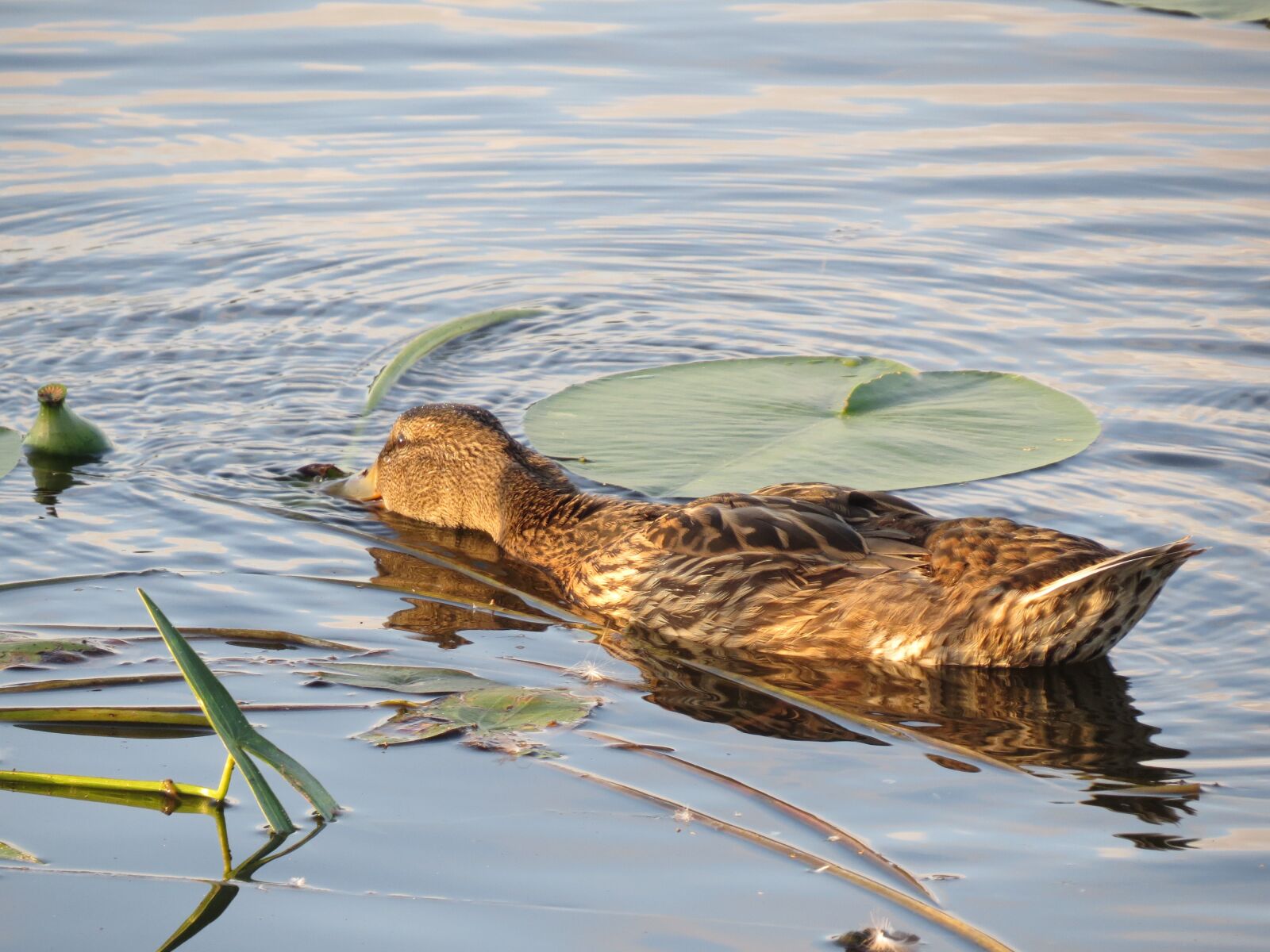 Canon PowerShot SX50 HS sample photo. Wild duck, mallard, lake photography