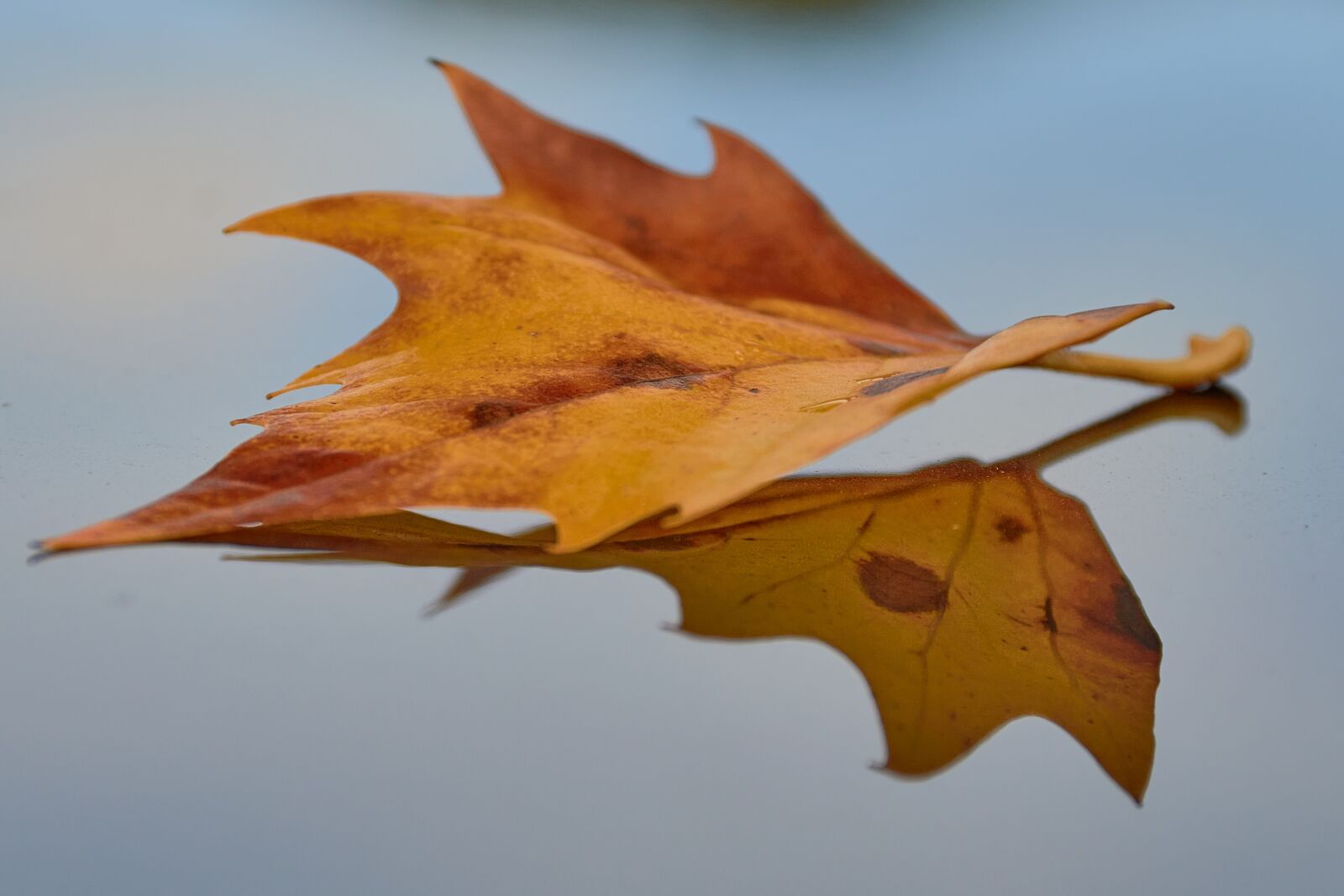 Nikon D3200 sample photo. "Autumn, leaf, mood" photography