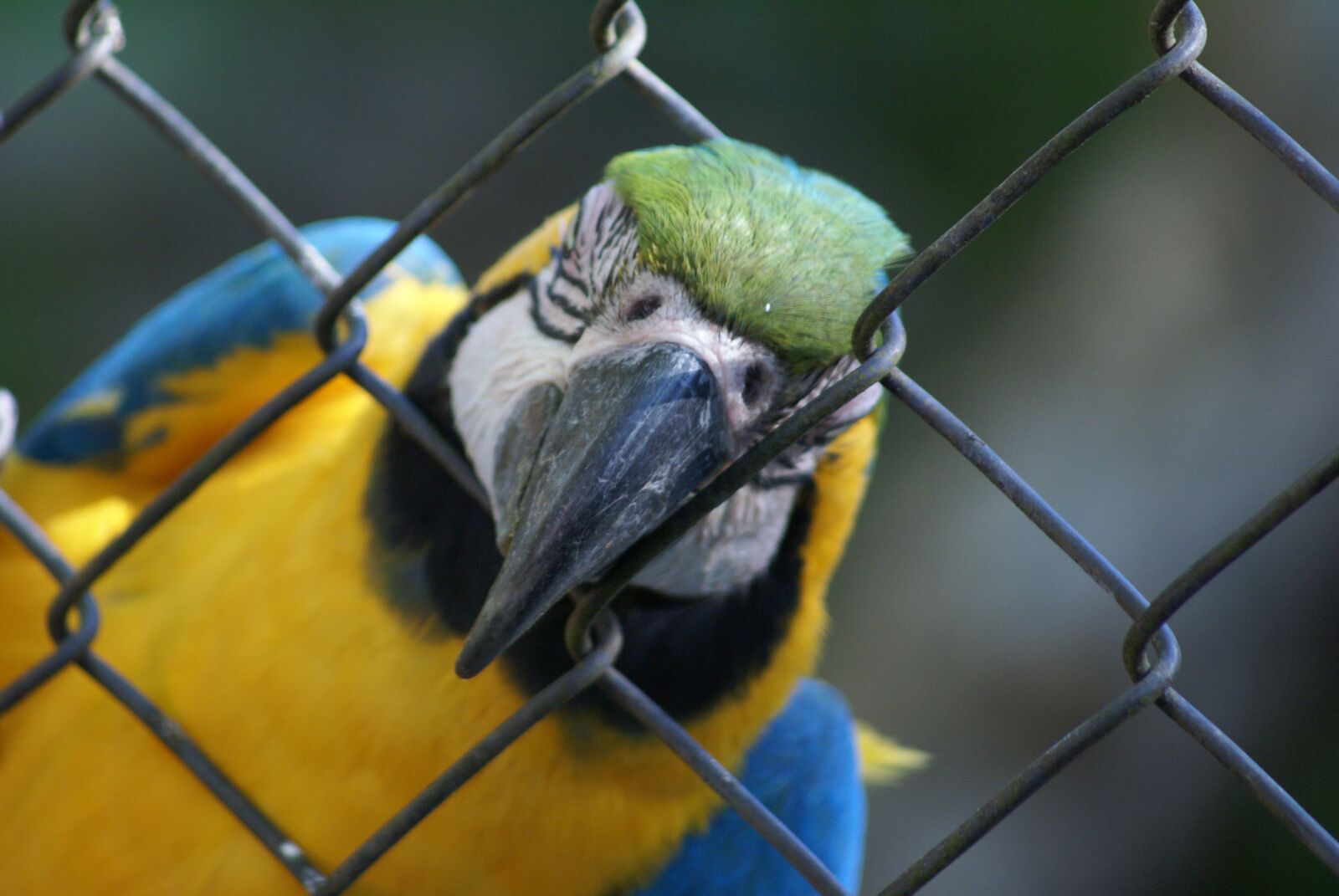 Sony Alpha DSLR-A100 sample photo. Outdoors, nature, animalia photography