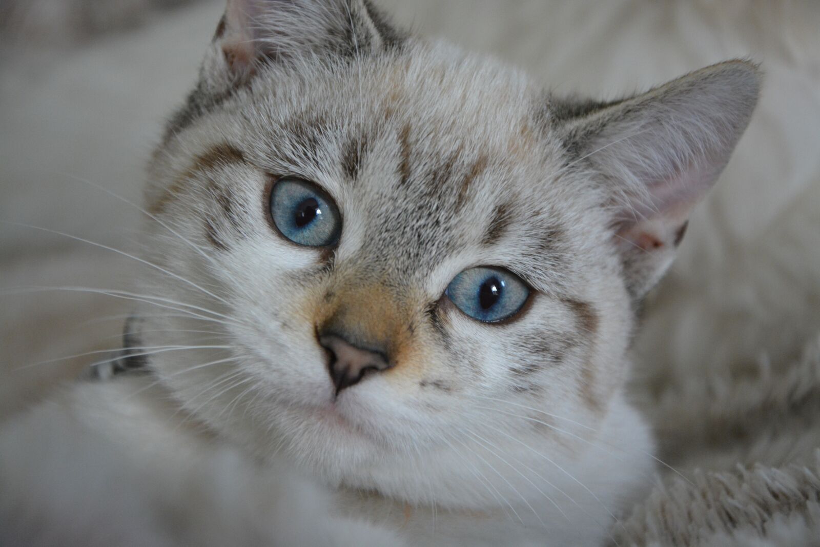 Nikon D5200 sample photo. Cat, kitten, cat eyes photography
