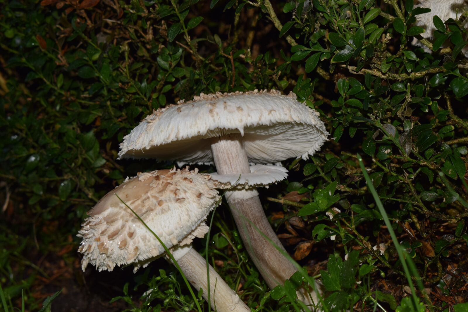 Nikon D3300 sample photo. Mushroom, nature, forest photography