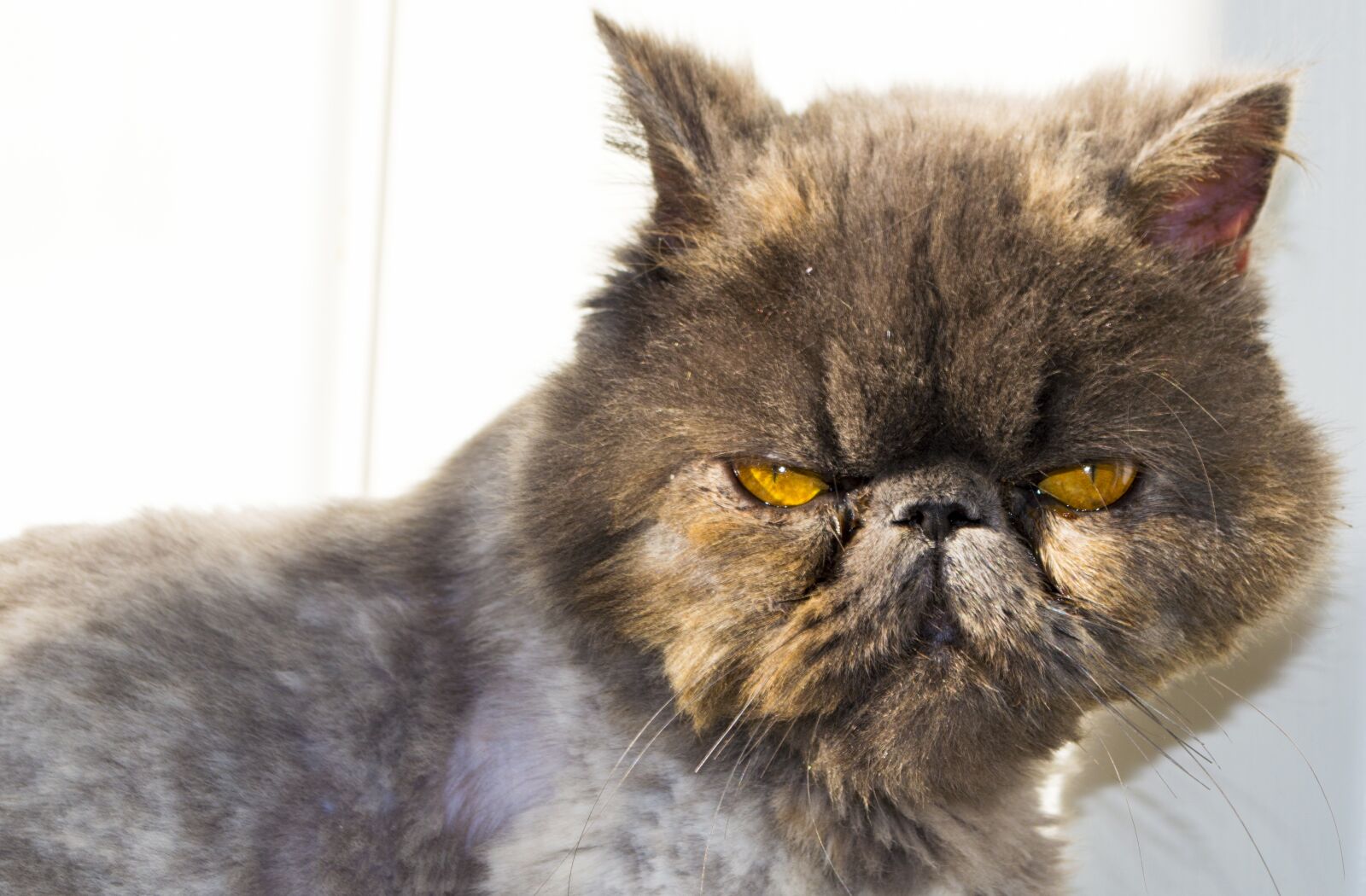 Nikon D3200 sample photo. Cat, persian, persian cat photography