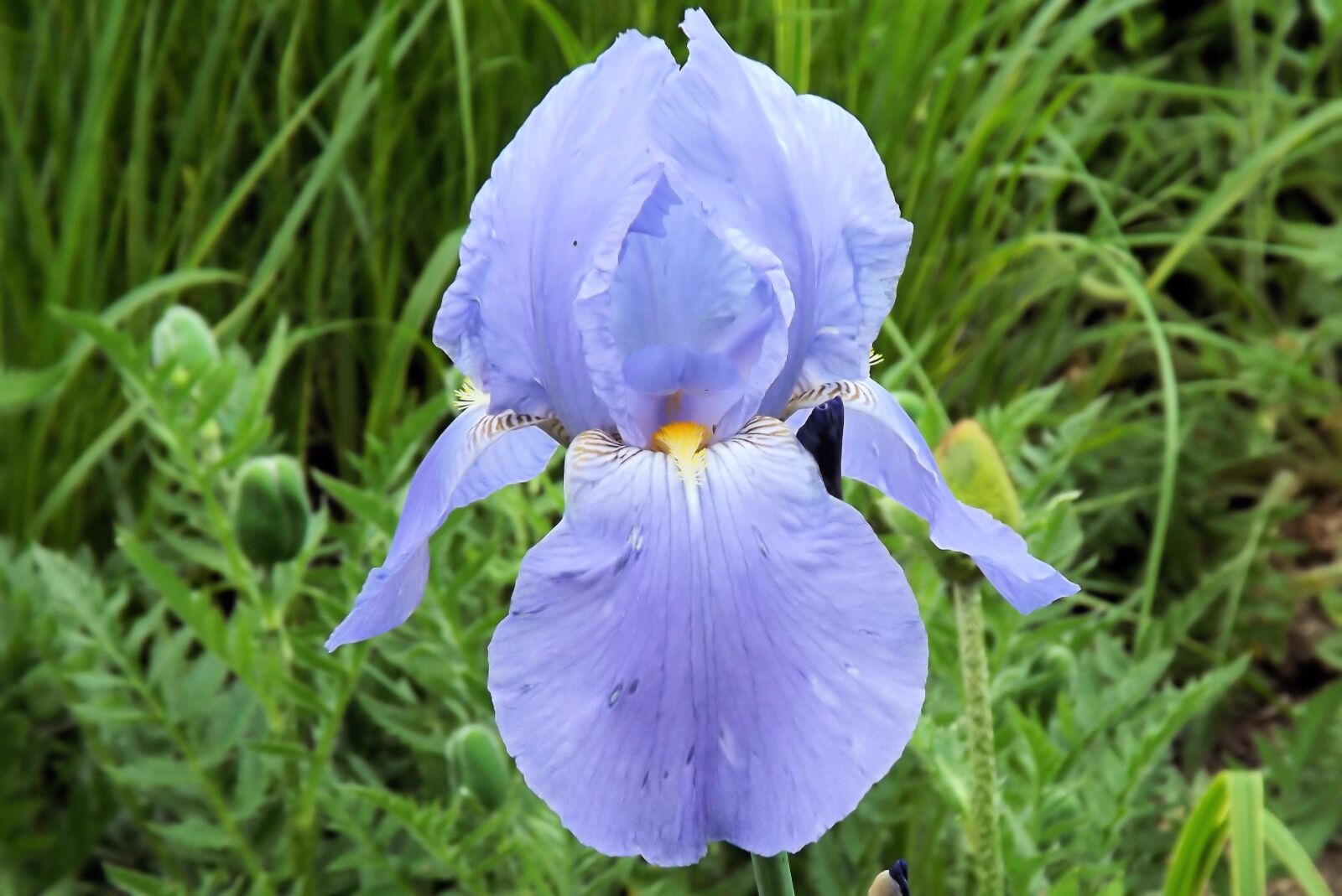 Fujifilm FinePix S4300 sample photo. Iris, lily, flower photography