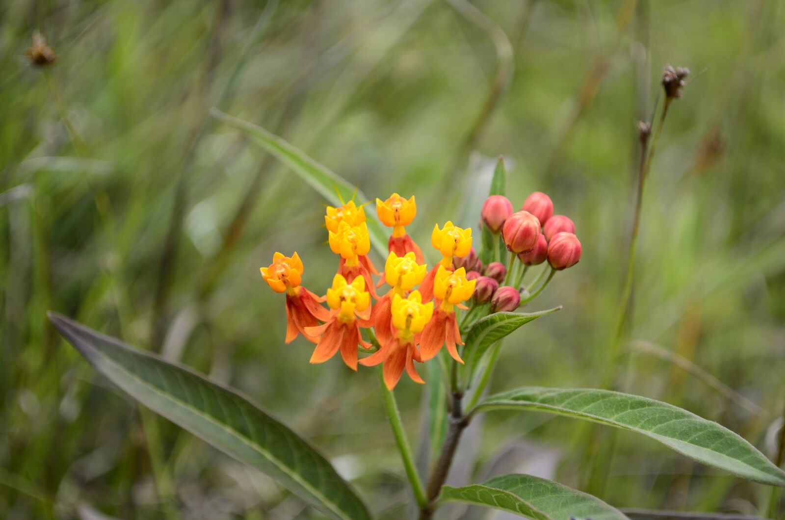 Nikon D5100 sample photo. Flowers, plants, nature photography