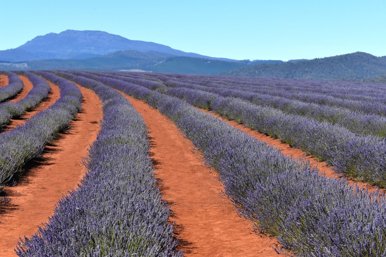 Nikon D7200 sample photo. Australia, tasmania, lavender fields photography
