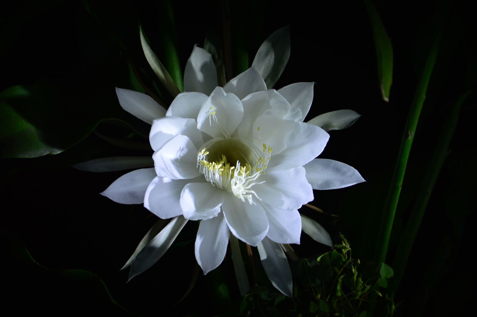 Nikon D3200 sample photo. Epiphyllum, bloom, beautiful photography