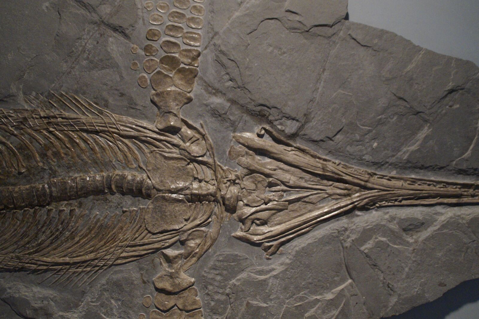 Sony SLT-A58 sample photo. Ichthyosaurs, ichthyosaur, fossil photography